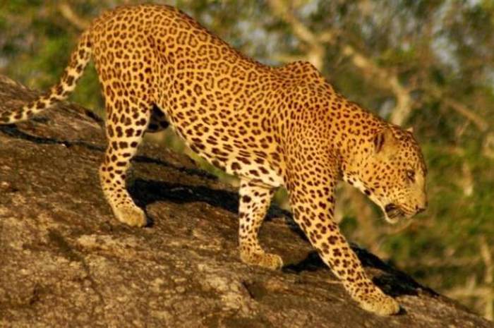 Macan Tutul India