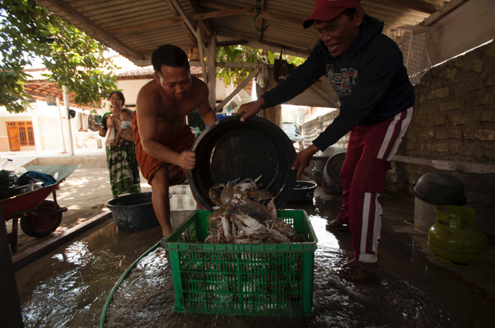 Hutan bakau mengundang banyak ikan dan kepiting untuk bertelur.