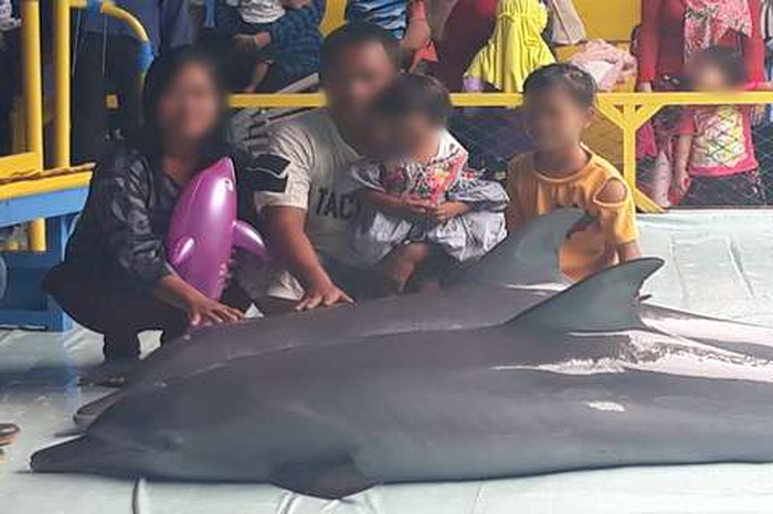 Lumba-lumba dipaksa naik ke daratan agar para pengunjung bisa berfoto bersama mereka.