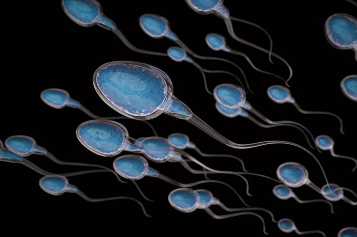 Ilustrasi sperma.