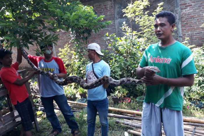 Ular piton yang menyerang Ibu dan anak di Padukuhan Trengguno Kidul, Desa Sidorejo, Kecamatan Ponjong, Gunungkidul, Yogyakarta, Kamis (10/1/2019).