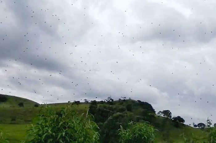 Hujan Laba-laba di Brazil