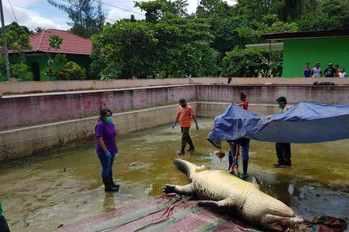 Buaya Merry yang ditemukan mati mendadak.
