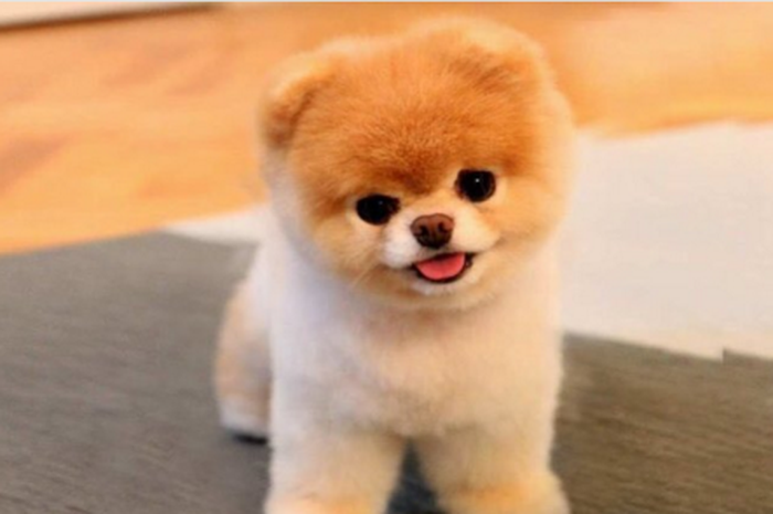 Boo (Anjing Pomeranian)