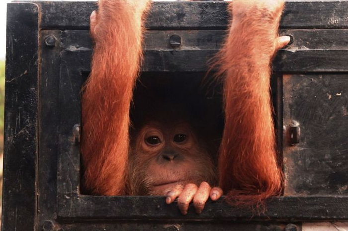 orangutan Sapto