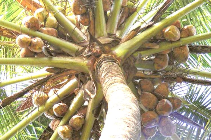 Pasangan India kawin lari dan tinggal dihutan selama 23 hari