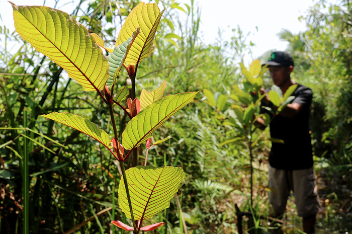 Daun kratom, yang disebut memiliki efek 10 kali lebih berbahaya dibanding kokain dan ganja.