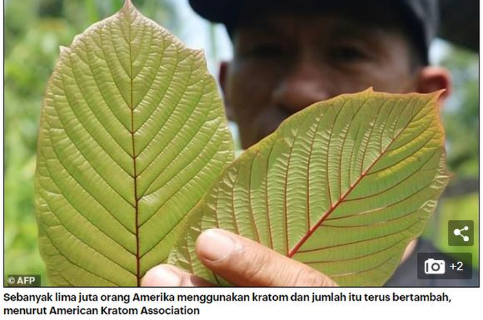 Dianggap 10 kali lipat lebih berbahaya dibanding kokain dan ganja, kratom diusulkan masuk daftar narkotika oleh BNN. Sebenarnya, apakah kratom?