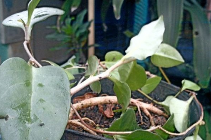 Daun binahong merupakan tanaman yang dikenal dapat menyembuhkan luka. Namun, kini daun binahong juga dipercayai dapat mencegah terjadinya kanker. 