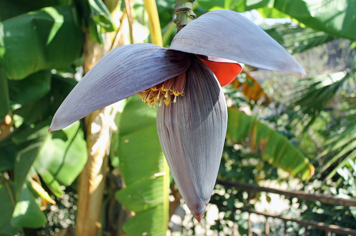 Jantung pisang