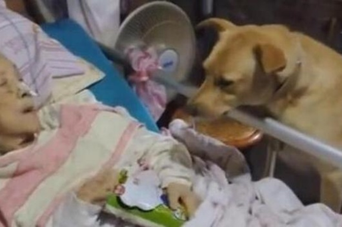Nenek dijenguk anjing.