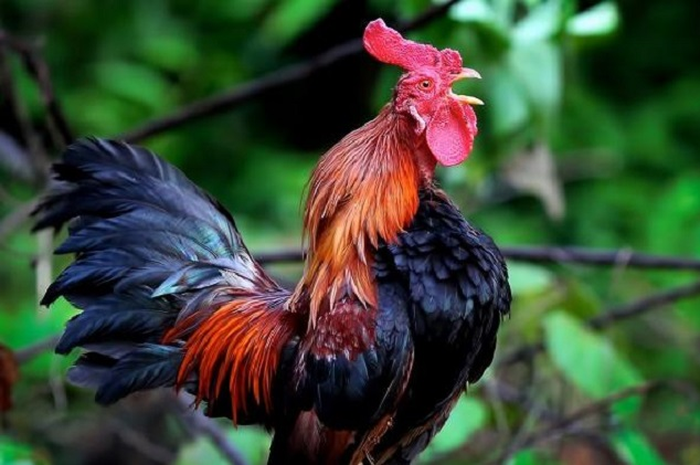Saat ayam jantan atau jago berkokok pada malam hari, sebenarnya merupakan isyarat alam.