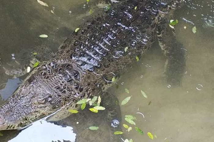 Ilustrasi buaya di sungai
