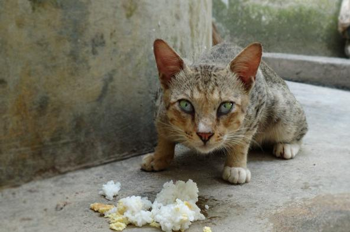 Kucing liar
