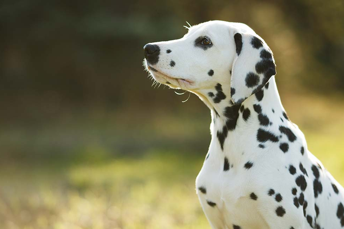 Ilustrasi Anjing Dalmatian