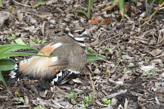 Ilustrasi seekor burung killdeer