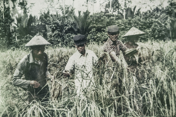 Foto dirilis Kamis (16/5/2019), menunjukkan foto hasil reproduksi empat tahanan politik saat melakukan panen padi di Pulau Buru, Maluku. Pulau Buru menjadi lokasi tempat pemanfaatan (Tefaat) yang kemudian berubah menjadi Inrehab (Instalasi Rehabilitas) para tahanan politik yang ditangkap pasca-G30S/
