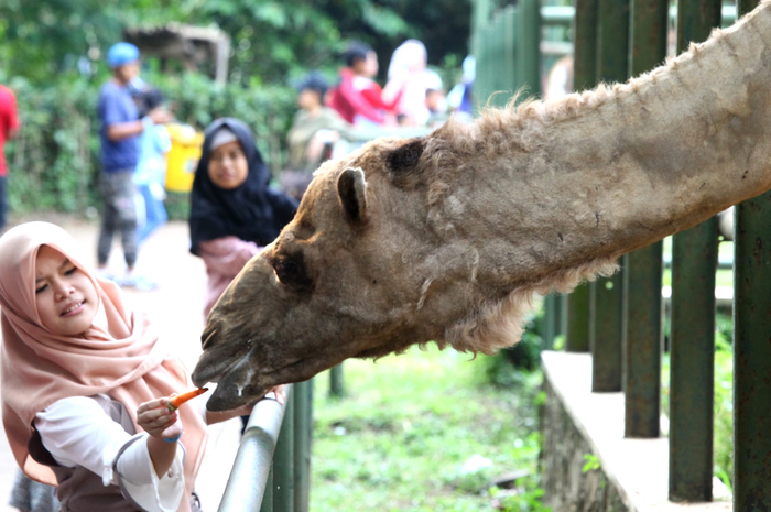 Warga berekreasi di Bandung Zoo, Jalan Tamansari, Kota Bandung, Jumat (7/6/2019). Libur Lebaran 2019, tempat rekreasi dan hiburan di Kota Bandung diserbu pengunjung dari dalam dan luar kota. Mereka menghabiskan waktu libur Lebaran dengan membawa anggota keluarga berekreasi setelah selesai bersilatur