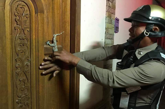 Aneh-aneh Aja, Wanita ini Panggil Polisi Karena Takut dengan Seekor Tokek yang Menempel di Pintu Rumahnya