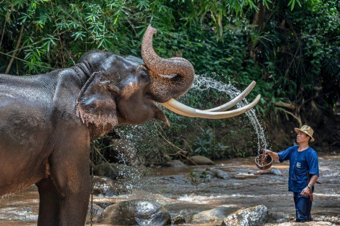 Mahout dan gajah