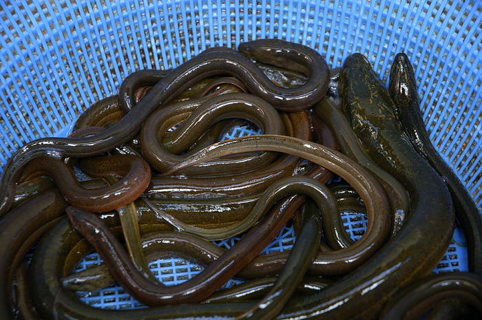 Ilustrasi belut