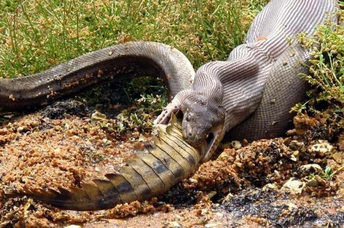 Detik-detik  ular raksasa telan buaya (Foto: Martin Muller/GG Wildlife Rescue Inc at Facebook)  