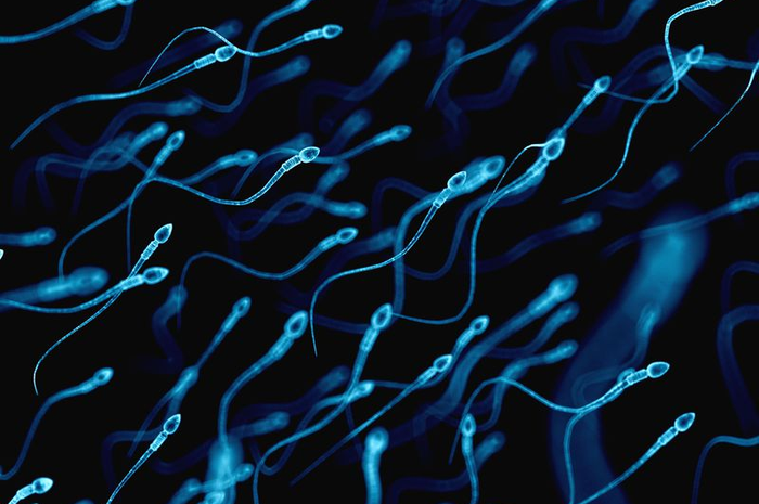 Sperma yang dikeluarkan oleh pria saat berenang tersebut tidak bisa berjalan menuju pakaian. Selain itu, ini fakta seputar sperma