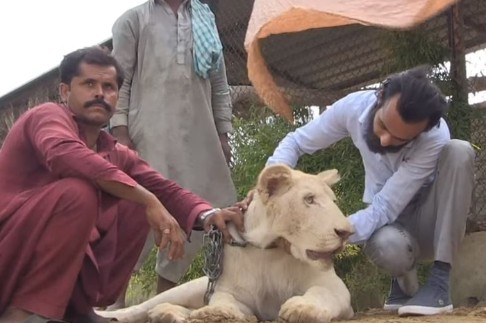  Bilal Mansooor Khawaja orang kaya Pakistan yang memelihara singa.