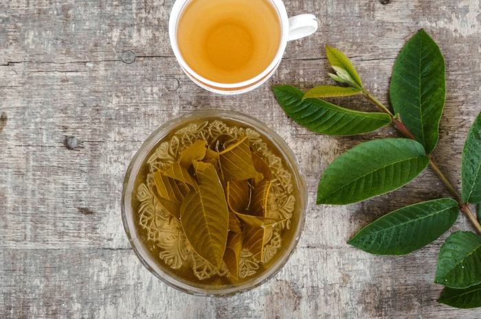 Manfaat kesehatan daun jambu biji tidak hanya untuk menghentikan diare, bahkan bisa untuk turunkan kolesterol jahat.