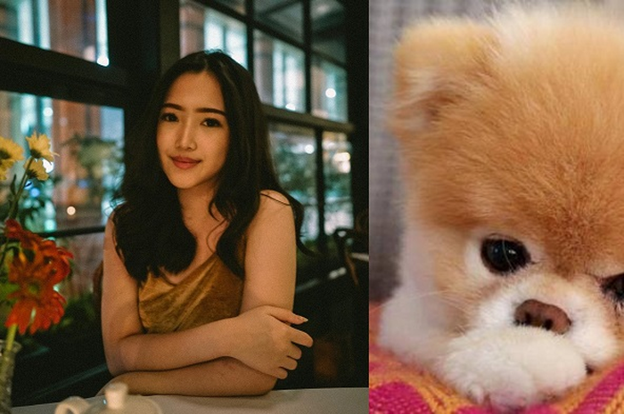 Jovia membuat game interaktif untuk tentukan anjing yang cocok dipelihara sesuai kepribadian pemainnya