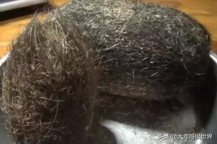 Pemilik temukan benda aneh di dalam perut babi.
