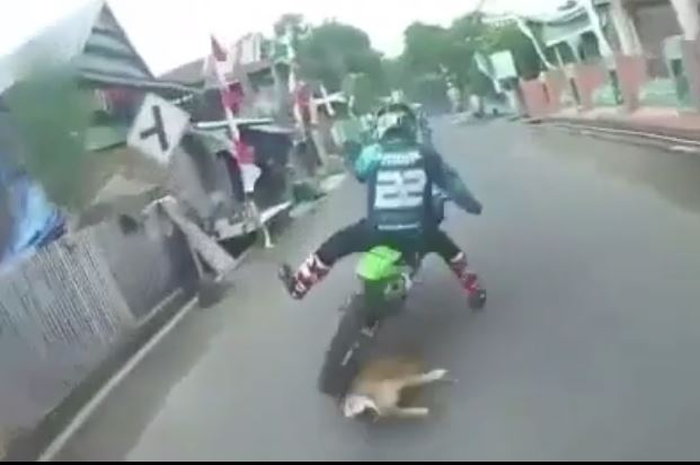 detik-detik Crosser tersungkur di aspal karena adu banteng lawan 'anjing oren'