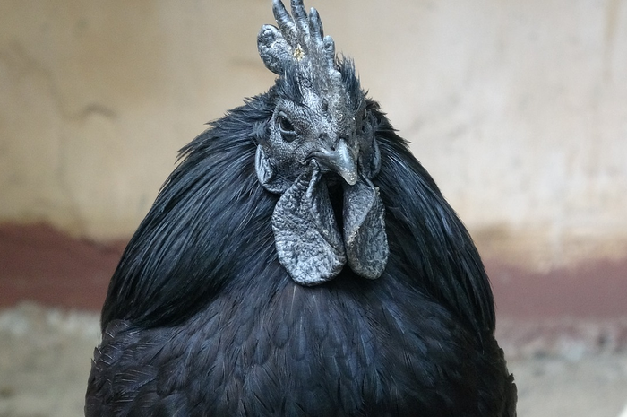 Mitos Sekitar Ayam Cemani, Benarkah Memiliki Kekuatan Magis?