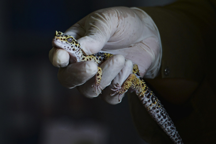 Tokek yellow leopard hasil serahan warga, saat diidentifikasi oleh dokter hewan Balai Konservasi Sumber Daya Alam (BKSDA) Aceh, di Banda Aceh, Senin (22/7/2019). BKSDA Aceh menerima empat ekor tokek hias jenis High yellow leopard, Albino leopard, Sunglad leopard dan Mack snow yang diduga berasal dar