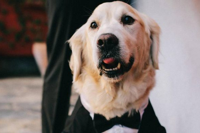 Ilustrasi anjing Golden Retriver