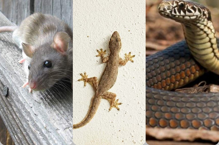 Begini cara mengusir tikus cicak hingga ular di rumah