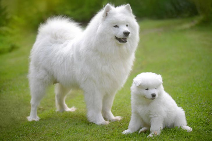 Anjing jenis Samoyed
