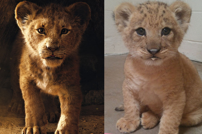 Bahati dan Simba The Lion King