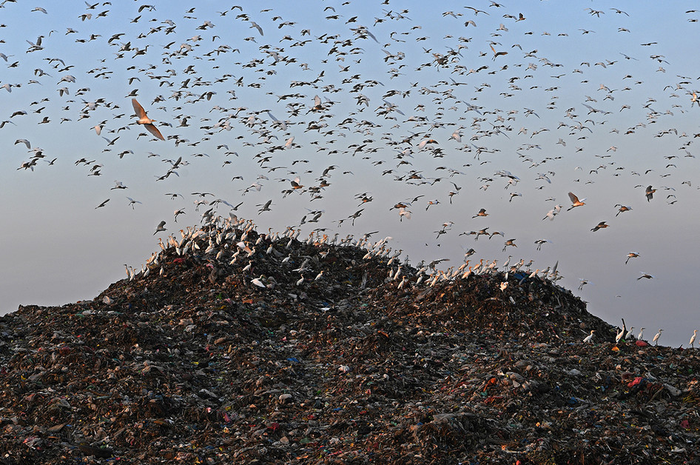 Burung bangau beterbangan di tumpukan sampah di Tempat Pembuangan Akhir (TPA) Benowo, Surabaya, Jawa Timur