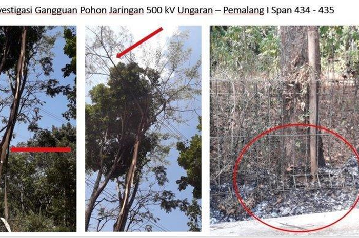 Dituding Biang Kerok Pemadaman Listrik di Jakarta dan Sekitarnya, Ternyata Pohon Sengon Termasuk Jenis Tumbuhan Penting dan Andalan di Indonesia