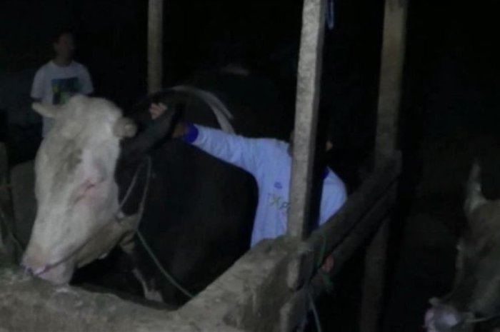 Sapi kurban yang dibeli Presiden Jokowi diberi karpet seharga jutaan rupiah