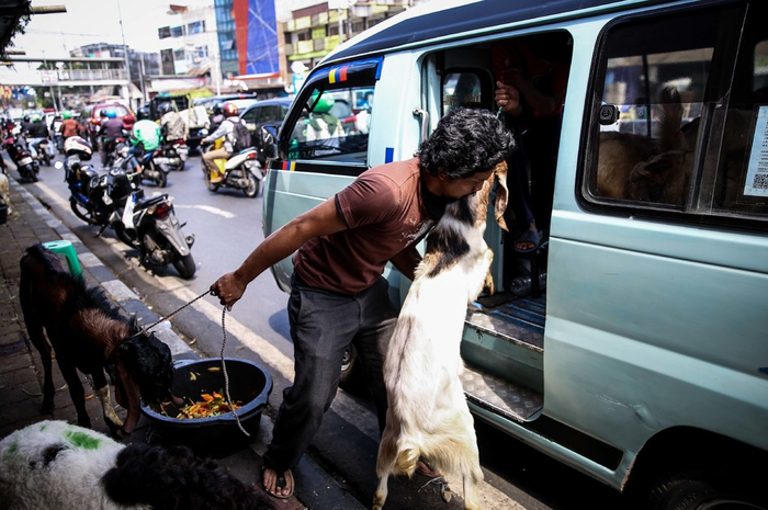 Pedagang memanfaatkan trotoar untuk berjualan hewan kurban di Jalan KH Mas Mansyur, Tanah Abang, Jakarta Pusat, Rabu (7/8/2019). Kambing yang didatangkan dari daerah di Jawa Tengah tersebut ditawarkan antara Rp 2,5 juta hingga Rp 6,5 juta, tergantung beratnya kambing.
