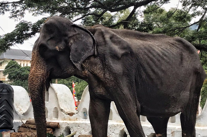 Foto-foto memilukan seekor gajah di balik kostum festivalnya.