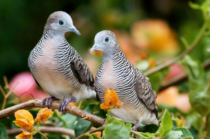 Burung perkutut