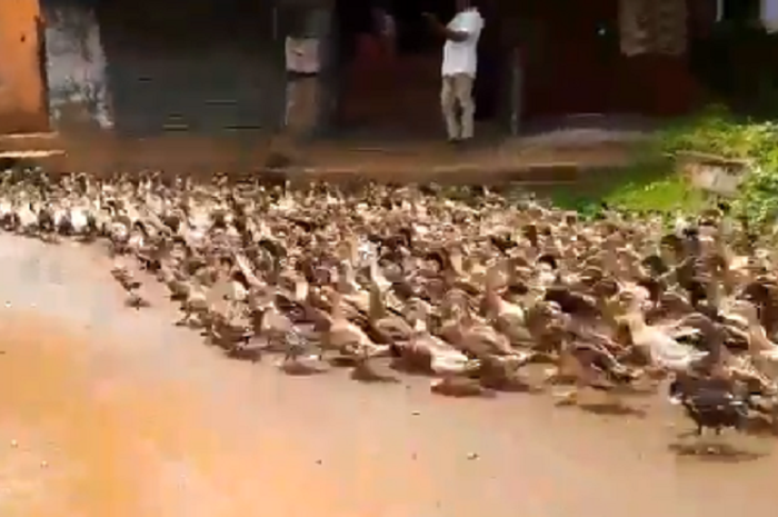 Macet Karena Bebek Menyeberang Jalan