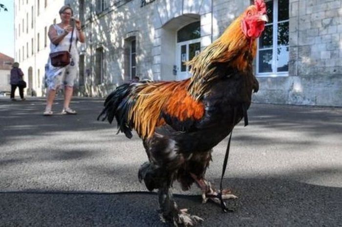 Inilah Maurice, ayam antan yang menjadi simbol ketegangan desa dan kota di wilayah Prancis.