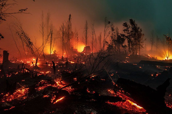 Api melalap kawasan Taman Nasional Sebangau di dekat Palangkaraya, Kalimantan Tengah, Sabtu (14/09). 