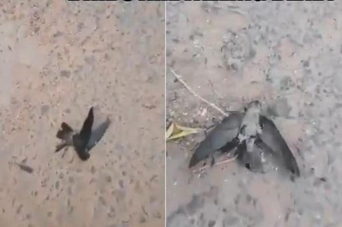 Burung-burung tewas karena kabut asap.