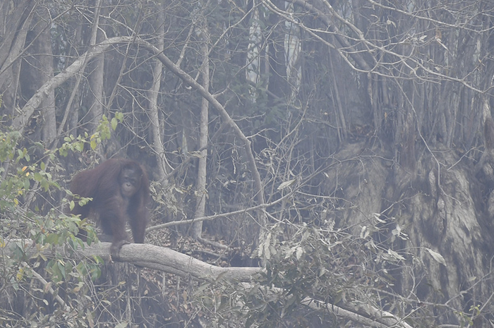 Seekor orangutan (Pongo pygmaeus) berada di lokasi pra-pelepasliaran di Pulau Kaja, Sei Gohong, Palangkaraya, Kalimantan Tengah, Kamis (19/9/2019). Sebanyak 37 orangutan yang dirawat di pusat rehabilitasi Yayasan BOS (Borneo Orangutan Survival) di Nyaru Menteng, Palangkaraya, terjangkit infeksi salu