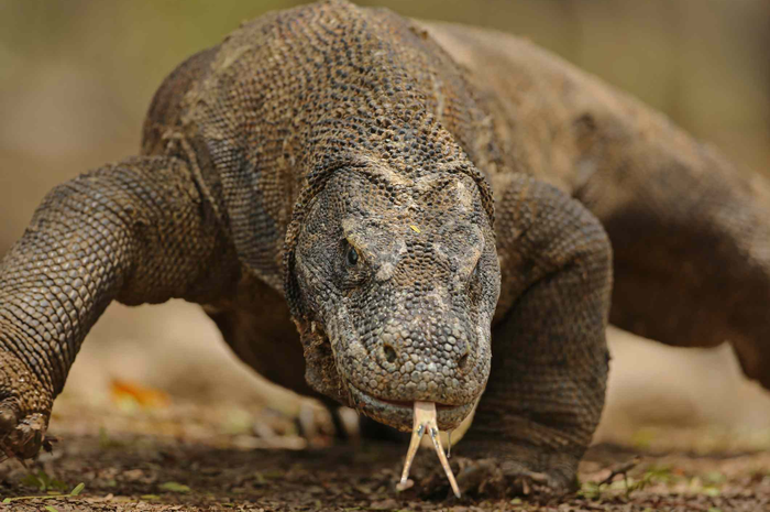 Komodo, reptil asli Indonesia menjadi salah satu predator yang dilengkapi dengan fitur-fitur canggih.